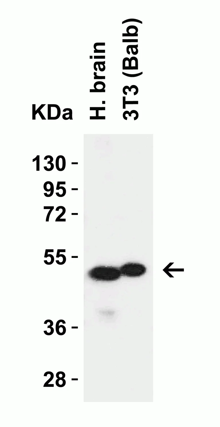 Western blot - Anti-ZIP7 antibody (AB254566)