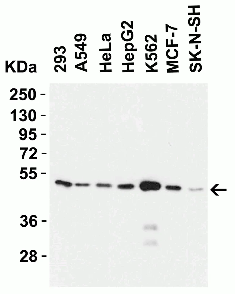 Western blot - Anti-ZIP7 antibody (AB254566)