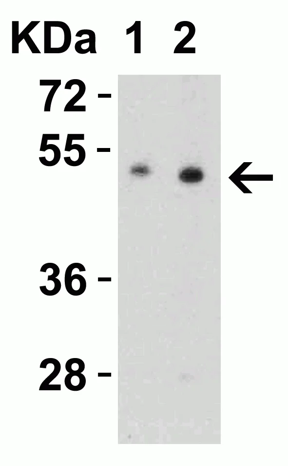 Western blot - Anti-ZIP7 antibody (AB254566)