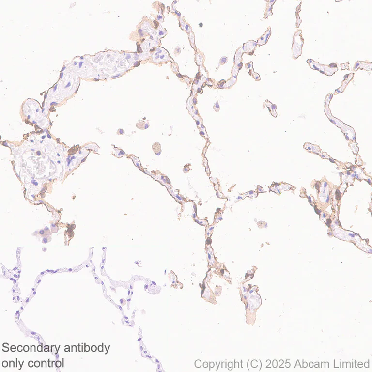 Immunohistochemistry (Formalin/PFA-fixed paraffin-embedded sections) - Anti-ZIP8/SLC39A8 antibody [EPR29194-220] (AB325498)