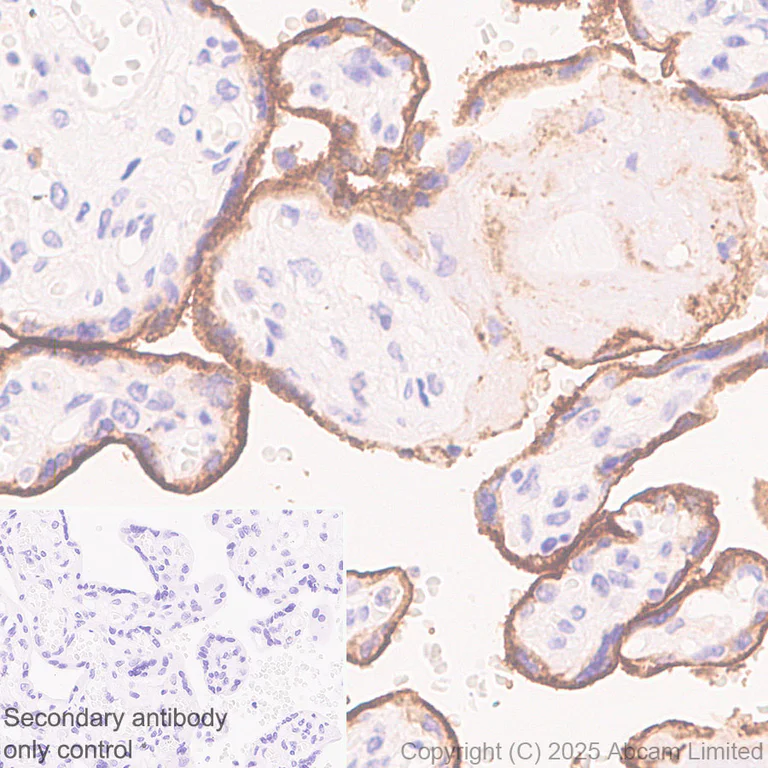 Immunohistochemistry (Formalin/PFA-fixed paraffin-embedded sections) - Anti-ZIP8/SLC39A8 antibody [EPR29194-220] (AB325498)