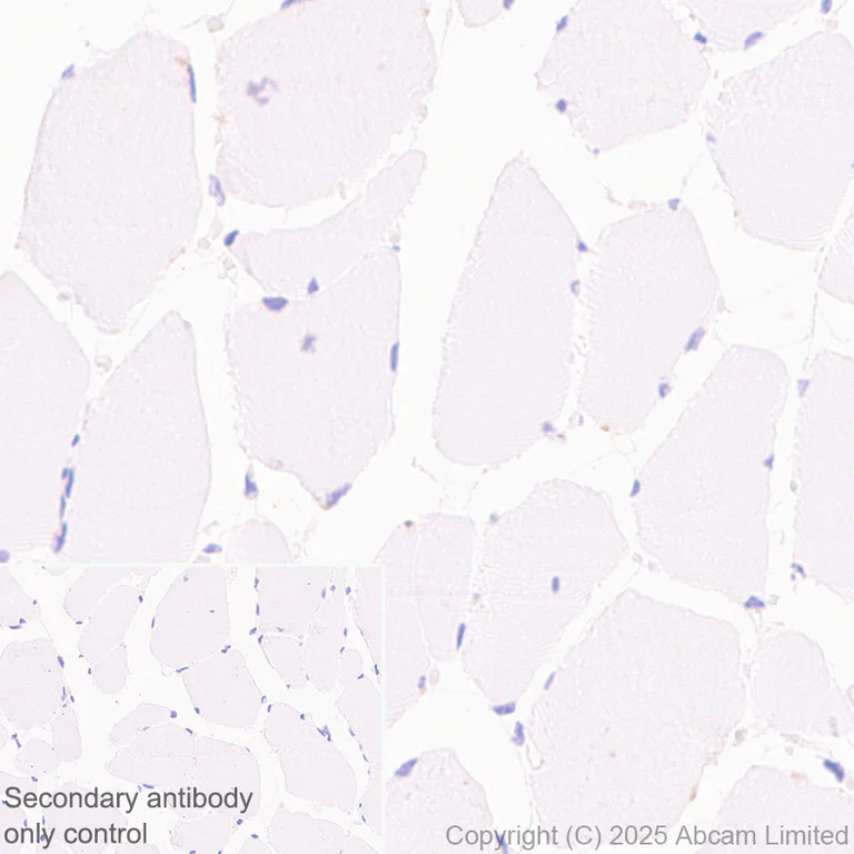 Immunohistochemistry (Formalin/PFA-fixed paraffin-embedded sections) - Anti-ZIP8/SLC39A8 antibody [EPR29194-220] (AB325498)