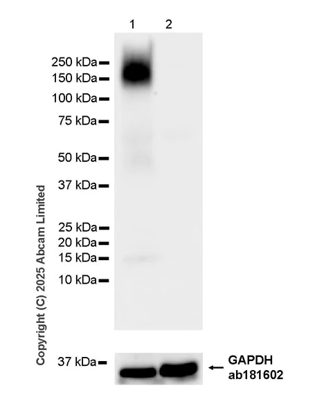 Western blot - Anti-ZIP8/SLC39A8 antibody [EPR29194-220] (AB325498)