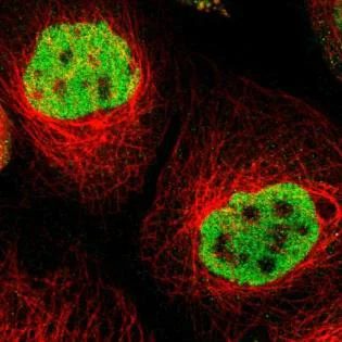 Immunocytochemistry/ Immunofluorescence - Anti-ZKSCAN3 antibody (AB187866)