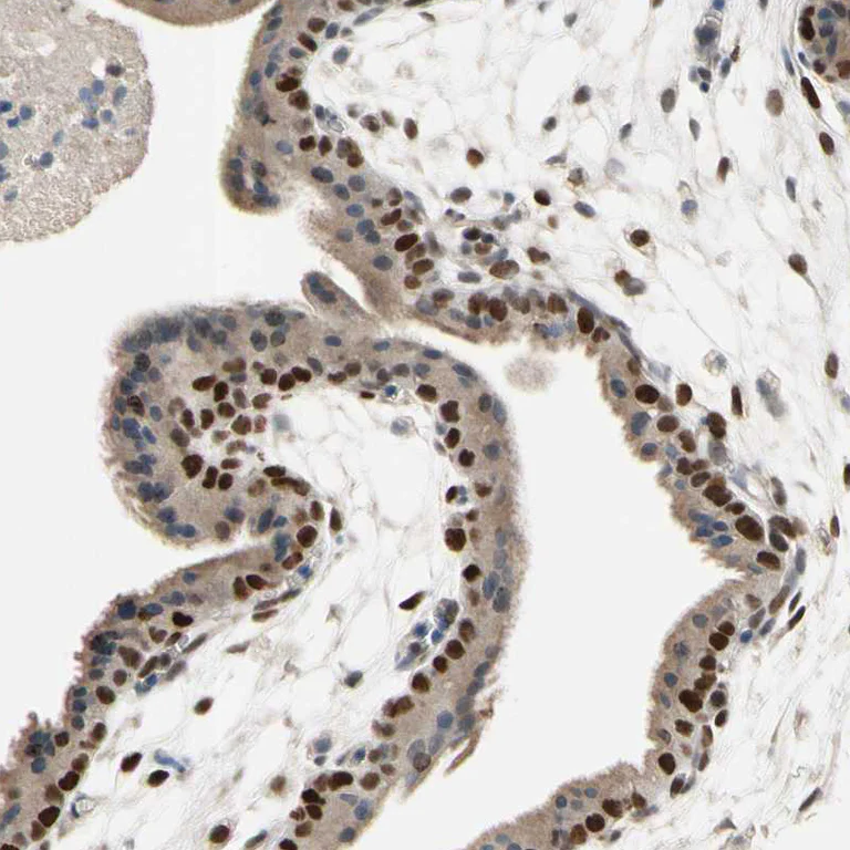 Immunohistochemistry (Formalin/PFA-fixed paraffin-embedded sections) - Anti-ZKSCAN3 antibody (AB187866)