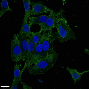 Immunocytochemistry/ Immunofluorescence - Anti-ZKSCAN3 antibody (AB223477)