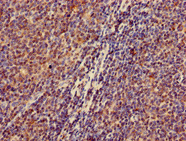 Immunohistochemistry (Formalin/PFA-fixed paraffin-embedded sections) - Anti-ZKSCAN3 antibody (AB223477)
