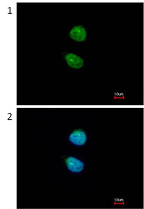 Immunocytochemistry/ Immunofluorescence - Anti-ZKSCAN3 antibody (AB96731), expandable thumbnail