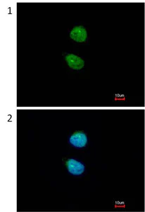 Immunocytochemistry/ Immunofluorescence - Anti-ZKSCAN3 antibody (AB96731)