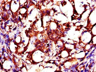 Immunohistochemistry (Formalin/PFA-fixed paraffin-embedded sections) - Anti-ZMPSTE24 antibody (AB234832)