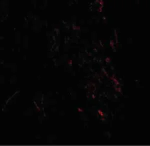 Immunocytochemistry/ Immunofluorescence - Anti-ZMYM3 antibody (AB106626)