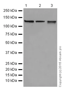 Western blot - Anti-ZMYND8 antibody [EPR16924] (AB201452)