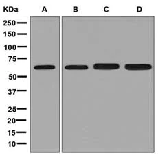 Western blot - Anti-ZNF136 antibody [EPR8225] - BSA and Azide free (AB248299)