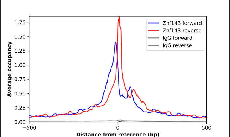 ChIP - Anti-ZNF143 Antibody (AB327279)