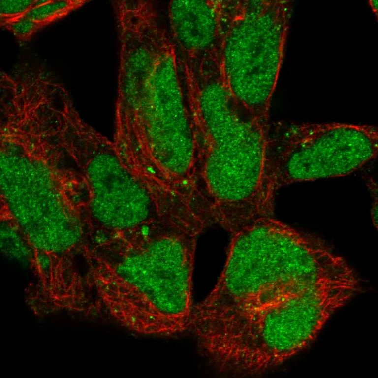 Immunocytochemistry/ Immunofluorescence - Anti-ZNF143 Antibody (AB327279)