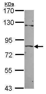 Western blot - Anti-ZNF148 antibody (AB227076)