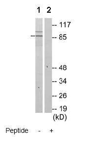 Western blot - Anti-ZNF148 antibody (AB69933)