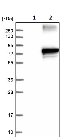 Western blot - Anti-ZNF179/BFP antibody (AB246912)