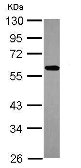 Western blot - Anti-ZNF207/BUGZ antibody (AB228926)