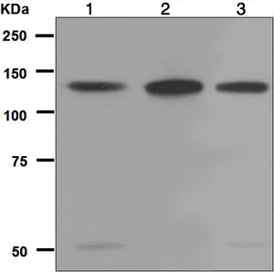 Anti-ZNF217 antibody [EPR6362] Rabbit monoclonal (ab124927