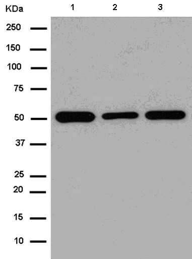 Western blot - Anti-ZNF24 antibody [EPR13975] - BSA and Azide free (AB250134)