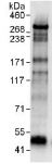 Immunoprecipitation - Anti-ZNF292 antibody (AB117769)