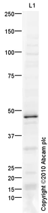 Western blot - Anti-ZNF312/FEZF2 antibody (AB69436)
