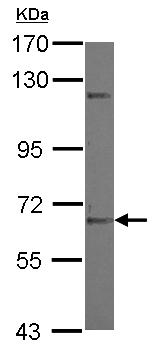 Western blot - Anti-ZNF334 antibody (AB127712)