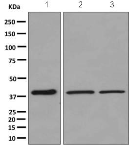 Western blot - Anti-ZNF365 antibody [EPR10216] - BSA and Azide free (AB249328), expandable thumbnail