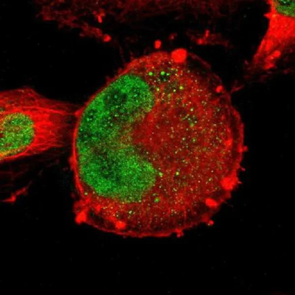 Immunocytochemistry/ Immunofluorescence - Anti-ZNF367 antibody (AB219957)