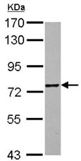 Western blot - Anti-ZNF418 antibody (AB127743)