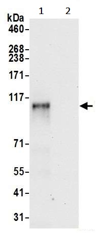 Immunoprecipitation - Anti-ZNF451/COASTER antibody (AB241962)