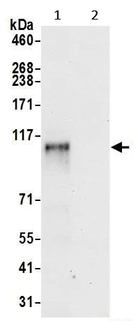 Immunoprecipitation - Anti-ZNF451/COASTER antibody (AB241962)