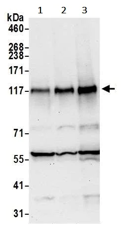 Western blot - Anti-ZNF451/COASTER antibody (AB241962)