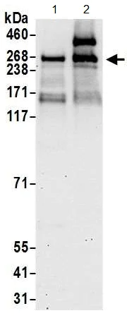 Western blot - Anti-ZNF462 antibody (AB117771)