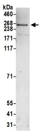 Western blot - Anti-ZNF462 antibody (AB117771)
