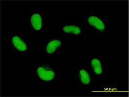 Immunocytochemistry/ Immunofluorescence - Anti-ZNF468 antibody (AB88862)