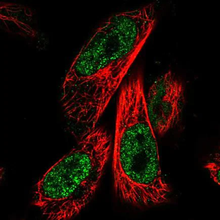 Immunocytochemistry/ Immunofluorescence - Anti-ZNF480 antibody (AB243700)