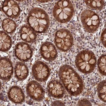 Immunohistochemistry (Formalin/PFA-fixed paraffin-embedded sections) - Anti-ZNF480 antibody (AB243700)