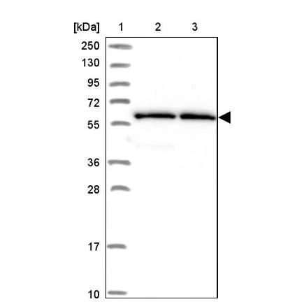 Western blot - Anti-ZNF480 antibody (AB243700)