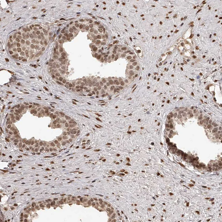 Immunohistochemistry (Formalin/PFA-fixed paraffin-embedded sections) - Anti-ZNF503 antibody (AB254715)