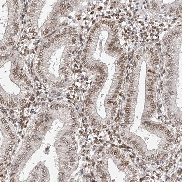 Immunohistochemistry (Formalin/PFA-fixed paraffin-embedded sections) - Anti-ZNF503 antibody (AB254715)