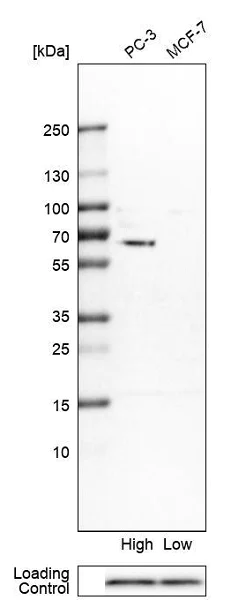 Western blot - Anti-ZNF503 antibody (AB254715)