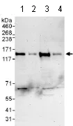 Western blot - Anti-ZNF507 antibody (AB117784)