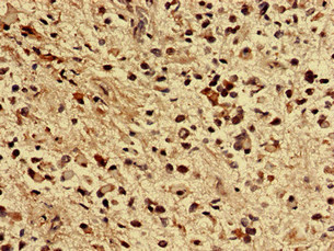 Immunohistochemistry (Formalin/PFA-fixed paraffin-embedded sections) - Anti-ZNF529 antibody (AB237486)