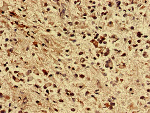 Immunohistochemistry (Formalin/PFA-fixed paraffin-embedded sections) - Anti-ZNF529 antibody (AB237486)