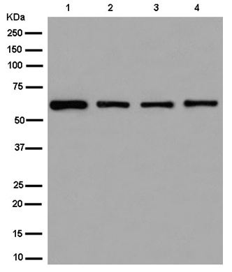Western blot - Anti-ZNF529 antibody [EPR13674] - BSA and Azide free (AB250223)