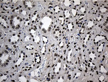 Immunohistochemistry (Formalin/PFA-fixed paraffin-embedded sections) - Anti-ZNF558 antibody [OTI2C4] (AB236428)