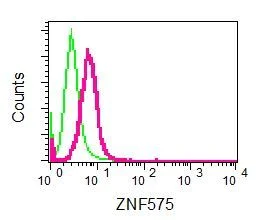 Flow Cytometry (Intracellular) - Anti-ZNF575 antibody [EPR9027] - BSA and Azide free (AB248850)