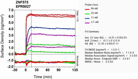 OI-RD Scanning - Anti-ZNF575 antibody [EPR9027] - BSA and Azide free (AB248850), expandable thumbnail